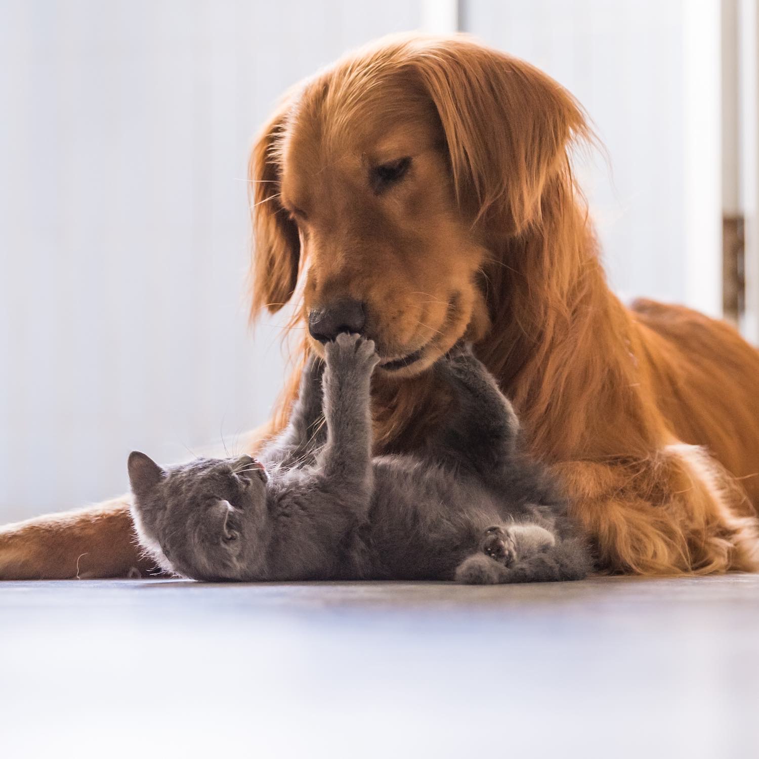 Orthopédie Pharmacie de Maupas